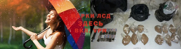 прущие грибы Балабаново
